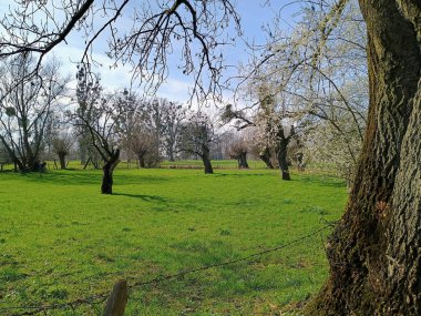 İlkbaharda Urdenbach bölgesinde meyve ağaçları