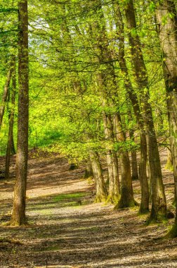 İlkbaharda orman yolu ve ağaçlar