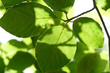Gün ışığında bir ağaçtan yapraklar