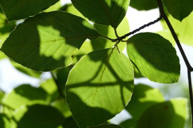Yeşil yaprakları güneş ışığı içinde ağaç
