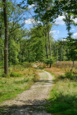 Yazın Diersfordter ormanında yürüyüş parkurunda.