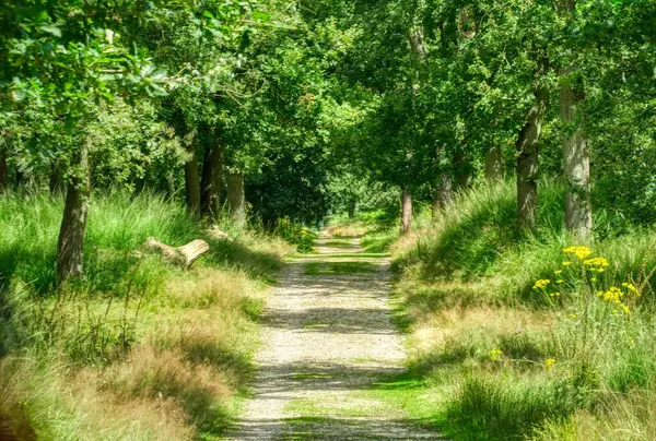 stock image Sunny path in the Diersfordter forest in summer