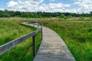 Beautiful old wooden walkway through the moor landscape in the Diersfordter forest in summer clipart