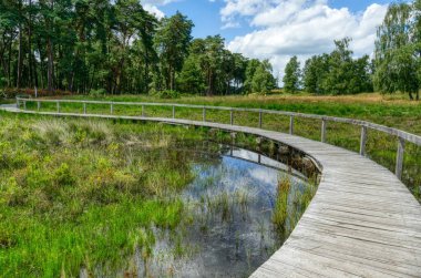 Beautiful wooden walkway in the moor in the Diersfordter forest in summer clipart