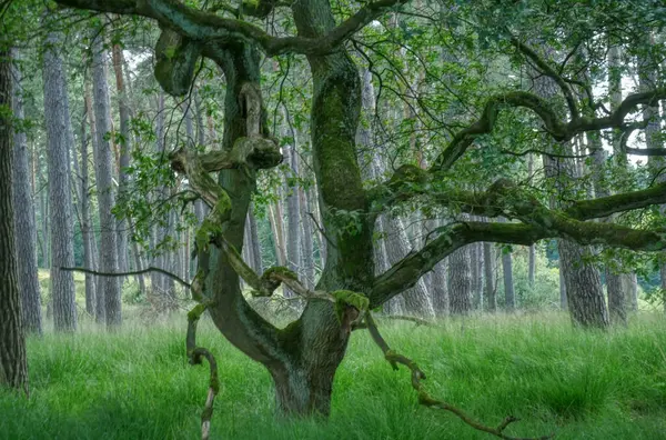 stock image Gnarled old tree in the Diersfordter forest