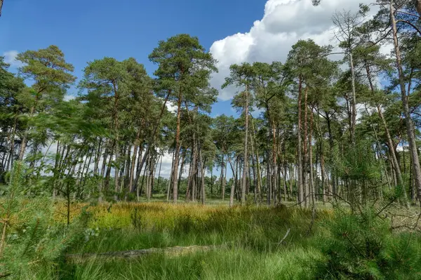 stock image Forest and meadows in the Diersfordt forest near Wesel