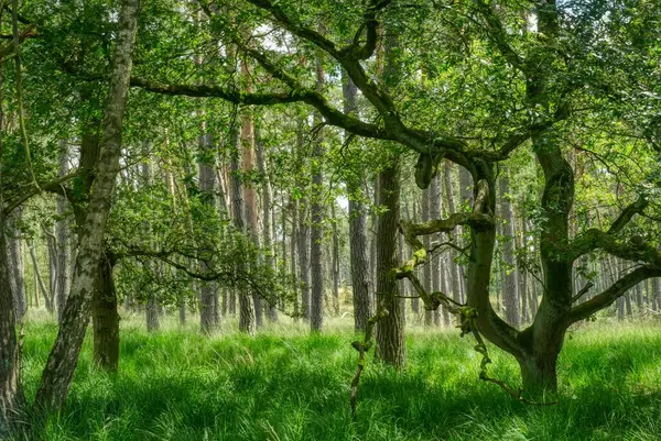 stock image Trees in the morning light in the Diersfordt forest near Wesel