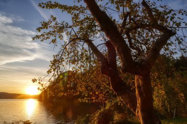 Gün batımı ve Kochelsee Gölü Bavyera Alplerinde bir ağaçla