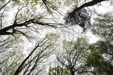Ağaçlı bir ormanın tepesinde
