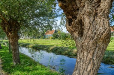 Kanal, ağaçlar ve Hollanda 'daki Zaandam kanalındaki tarihi evler