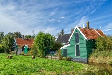 Hollanda Zaandam 'da tarihi evler ve koyunlar