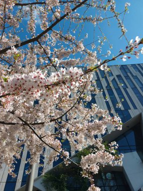 Baharda Düsseldorf 'ta kiraz çiçekli ağaç