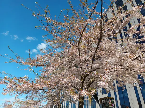 İlkbaharda Düsseldorf 'ta ağaçta çiçek açan kirazlar.