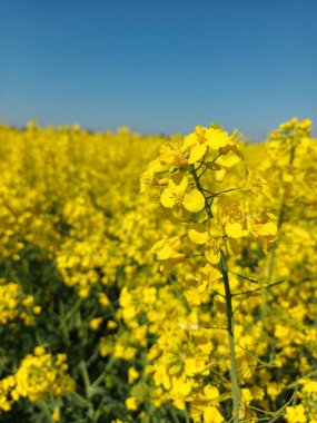 Almanya 'nın Ren bölgesinde bir tarlada çiçek açan kanola.