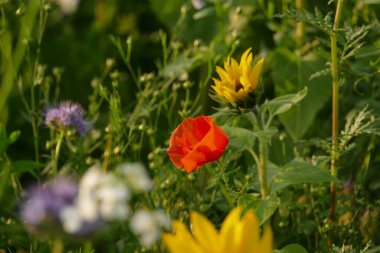 Sonbaharda çayırlarda bir gelincik