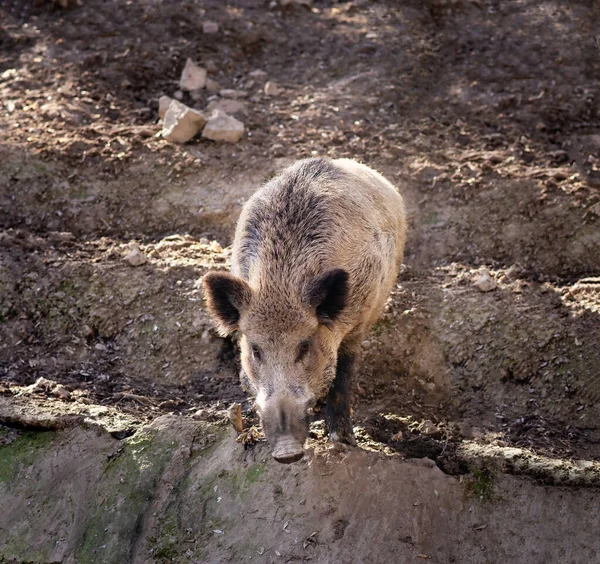Αγριογούρουνο Βόσκει Μόνο Εξωτερικά Μεγάλο Γουρούνι — Φωτογραφία Αρχείου