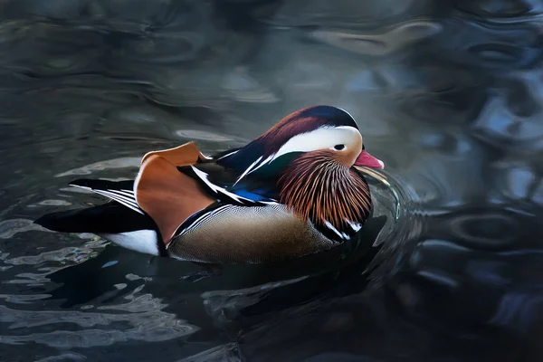 Mandarin duck swimming on pond. Waterfowl bird. Nature