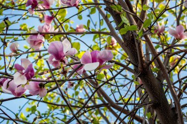 Magnolia liiflora, doğal bahar çiçekleri arka planda.