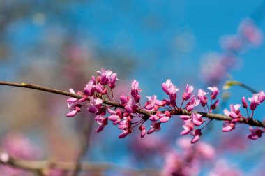 Doğu kızıl tomurcuğu, Yahuda ağacı, bahar doğası çiçek arkaplanı