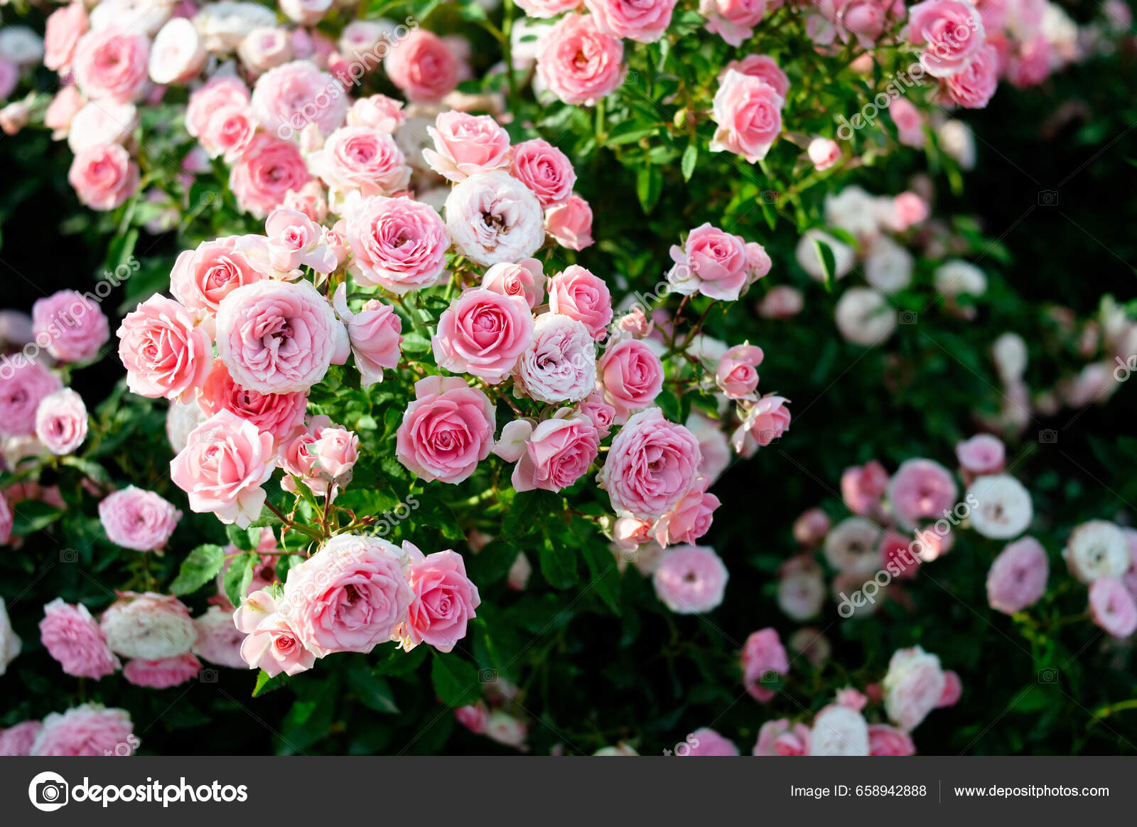 field of pink roses