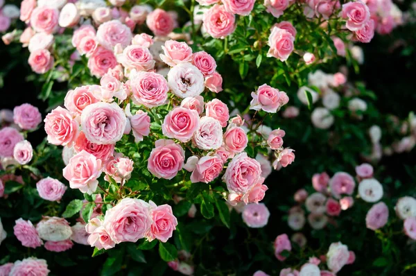 Поле Троянд Рожеві Барвисті Квіти Ароматний — стокове фото