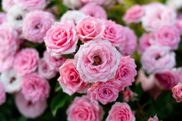 Roses field, pink, colorful flowers. Fragrant
