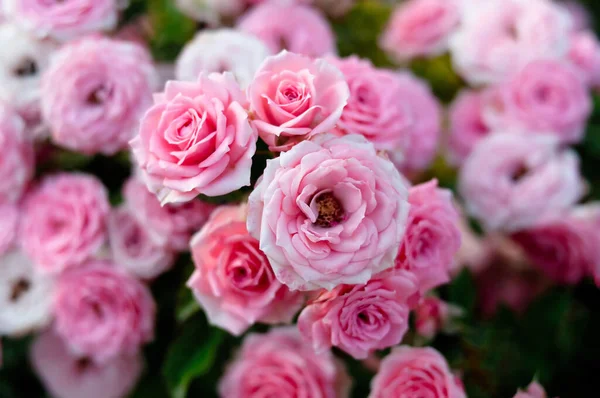 Campo Rose Rosa Fiori Colorati Fragrante — Foto Stock