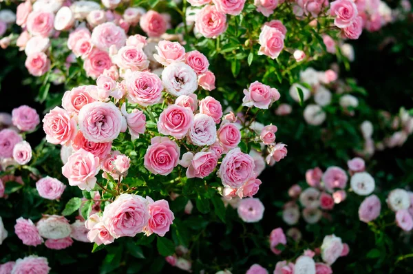 Roses field, pink, colorful flowers. Fragrant