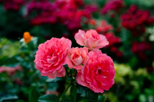 Τριαντάφυλλα Ροζ Πολύχρωμα Λουλούδια Αρωματικά — Φωτογραφία Αρχείου