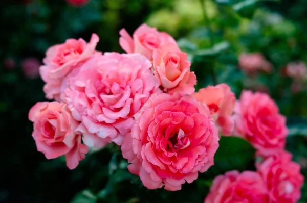 Rosfält Rosa Färgglada Blommor Doftämne — Stockfoto