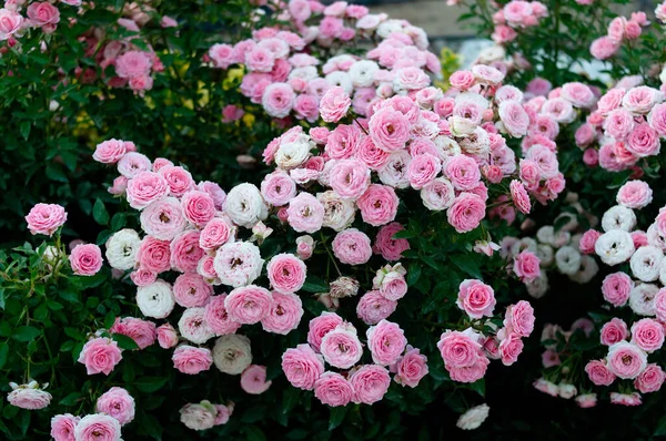 Roses field, pink, colorful flowers. Fragrant