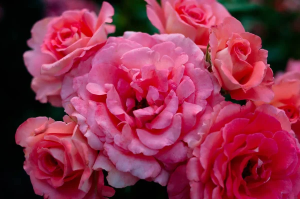 玫瑰田 粉红色 五彩斑斓的花朵 图库照片