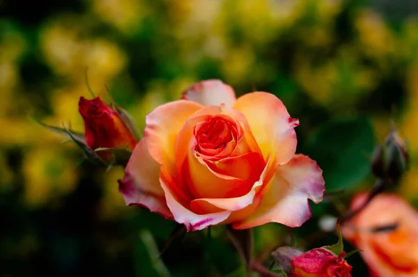Rosas Amarillas Jardín Naturaleza Flor — Foto de Stock