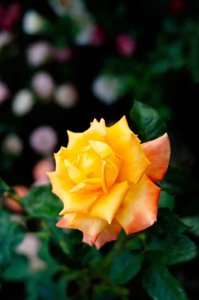 Rosas Amarelas Jardim Natureza Flor — Fotografia de Stock