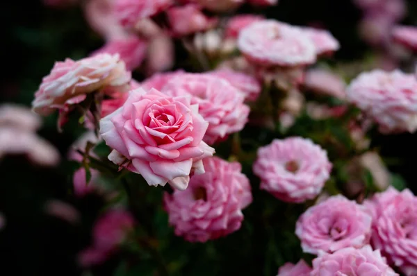 Rosa Und Rote Rosen Hintergrund Grüner Naturgarten — Stockfoto