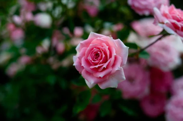 Rosa Och Röda Rosor Bakgrund Grön Natur Trädgård — Stockfoto