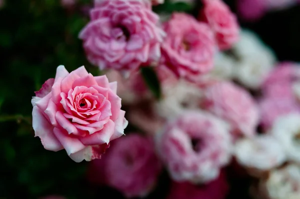 Pink Red Roses Background Green Nature Garden — Stock Photo, Image