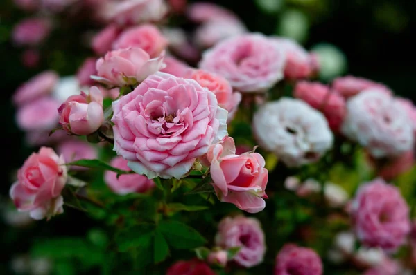 ピンクと赤のバラの背景 緑の自然庭園 — ストック写真
