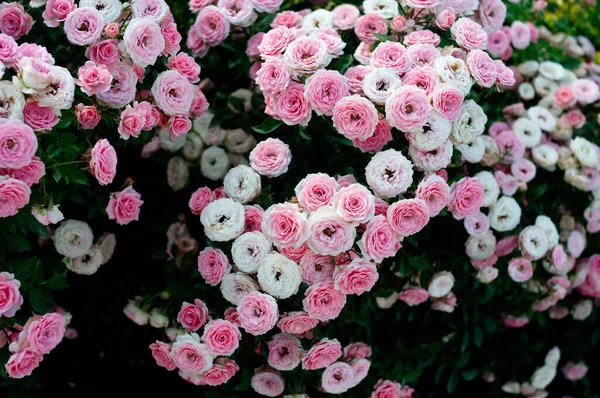 Ροζ Και Κόκκινα Τριαντάφυλλα Φόντο Κήπος Πράσινης Φύσης — Φωτογραφία Αρχείου