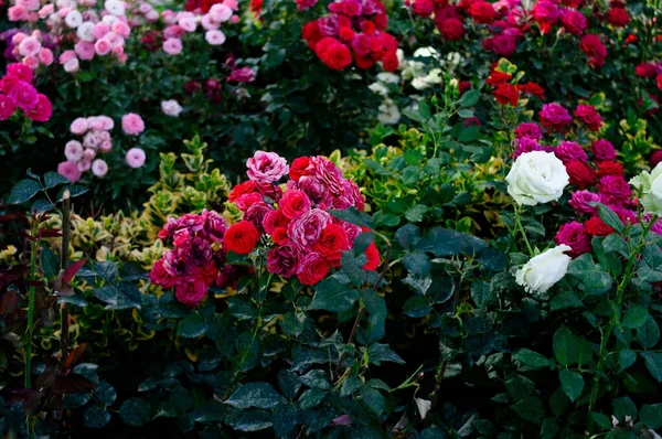 Ροζ Και Κόκκινα Τριαντάφυλλα Φόντο Κήπος Πράσινης Φύσης — Φωτογραφία Αρχείου