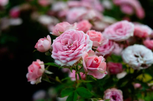 Růžové Červené Růže Pozadí Zelená Přírodní Zahrada — Stock fotografie