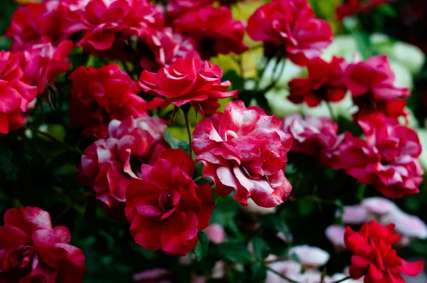 Рожеві Червоні Троянди Фону Зелений Сад Природи — стокове фото