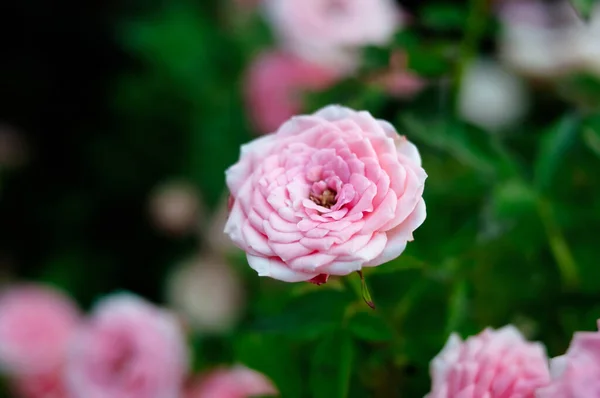 Рожеві Червоні Троянди Зеленому Природному Саду — стокове фото