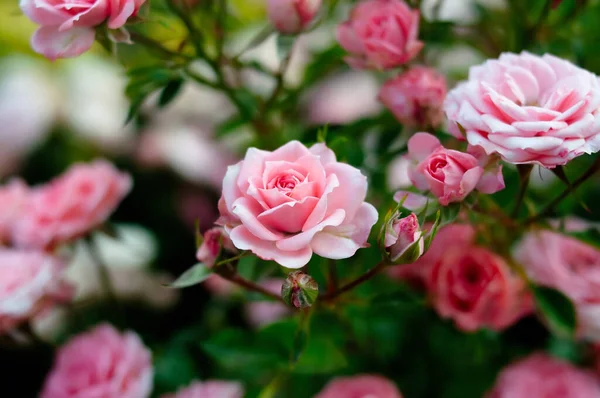 Růžové Červené Růže Zelené Přírodní Zahradě — Stock fotografie