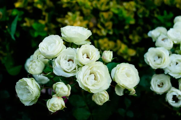 Λευκά Τριαντάφυλλα Στον Καταπράσινο Κήπο Της Φύσης Valentine — Φωτογραφία Αρχείου