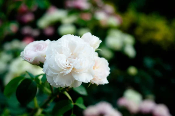 Λευκό Τριαντάφυλλο Στον Καταπράσινο Κήπο Της Φύσης — Φωτογραφία Αρχείου