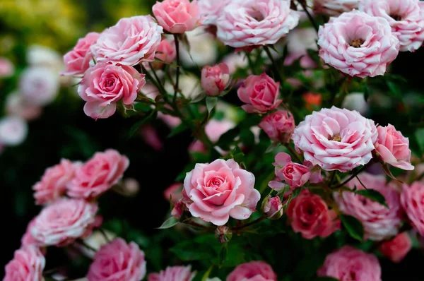 Rosas Rosadas Rojas Jardín Verde Naturaleza —  Fotos de Stock