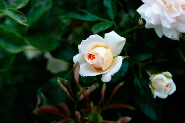 Fehér Rózsa Zöld Természetben Kert — Stock Fotó