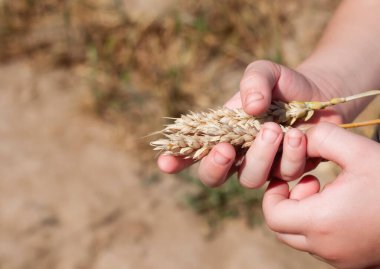 Çocuğun elinde buğday dikenleri var. Ukrayna