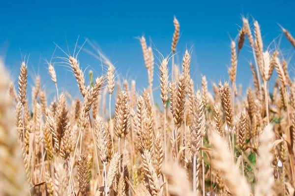 stock image Wheat field, spikelets on the blue sky background